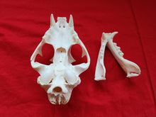 Load image into Gallery viewer, XXXXL Mountain Lion Skull - MLS1012
