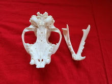 Load image into Gallery viewer, XXXXL Mountain Lion Skull - MLS1012
