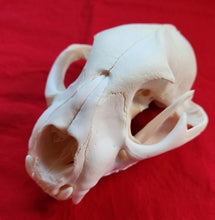 Load image into Gallery viewer, XL Mountain Lion Skull - MLS1013
