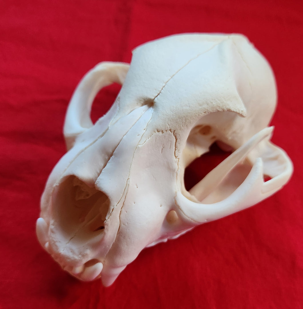 XL Mountain Lion Skull - MLS1013