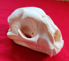 Load image into Gallery viewer, XL Mountain Lion Skull - MLS1013
