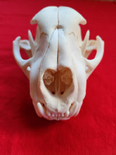 Load image into Gallery viewer, XL Mountain Lion Skull - MLS1013
