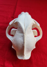 Load image into Gallery viewer, XL Mountain Lion Skull - MLS1013
