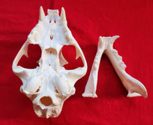 Load image into Gallery viewer, XL Mountain Lion Skull - MLS1013
