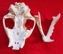 Load image into Gallery viewer, XL Mountain Lion Skull - MLS1013
