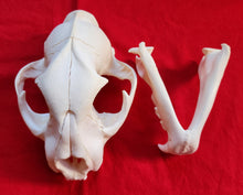 Load image into Gallery viewer, XL Mountain Lion Skull - MLS1013
