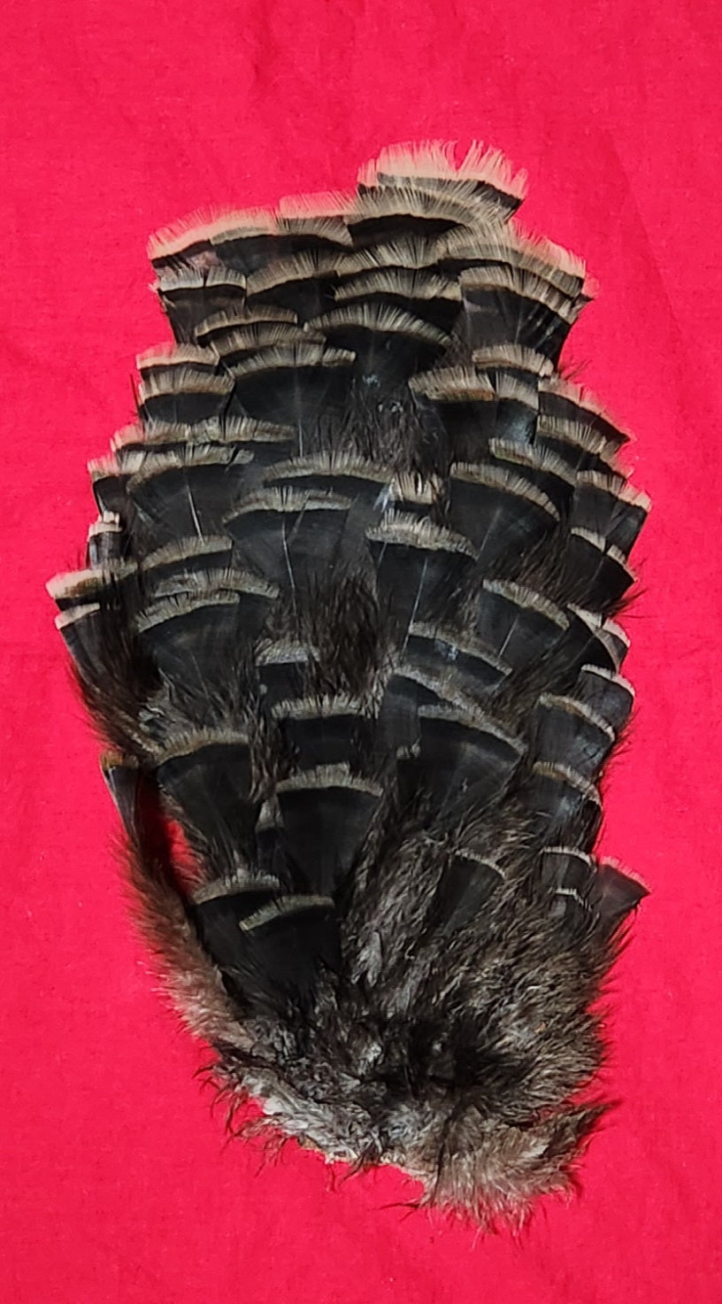 Wild Turkey Saddle Feathers