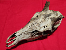 Load image into Gallery viewer, Bull Elk Skull - Nature Cleaned - CES1004
