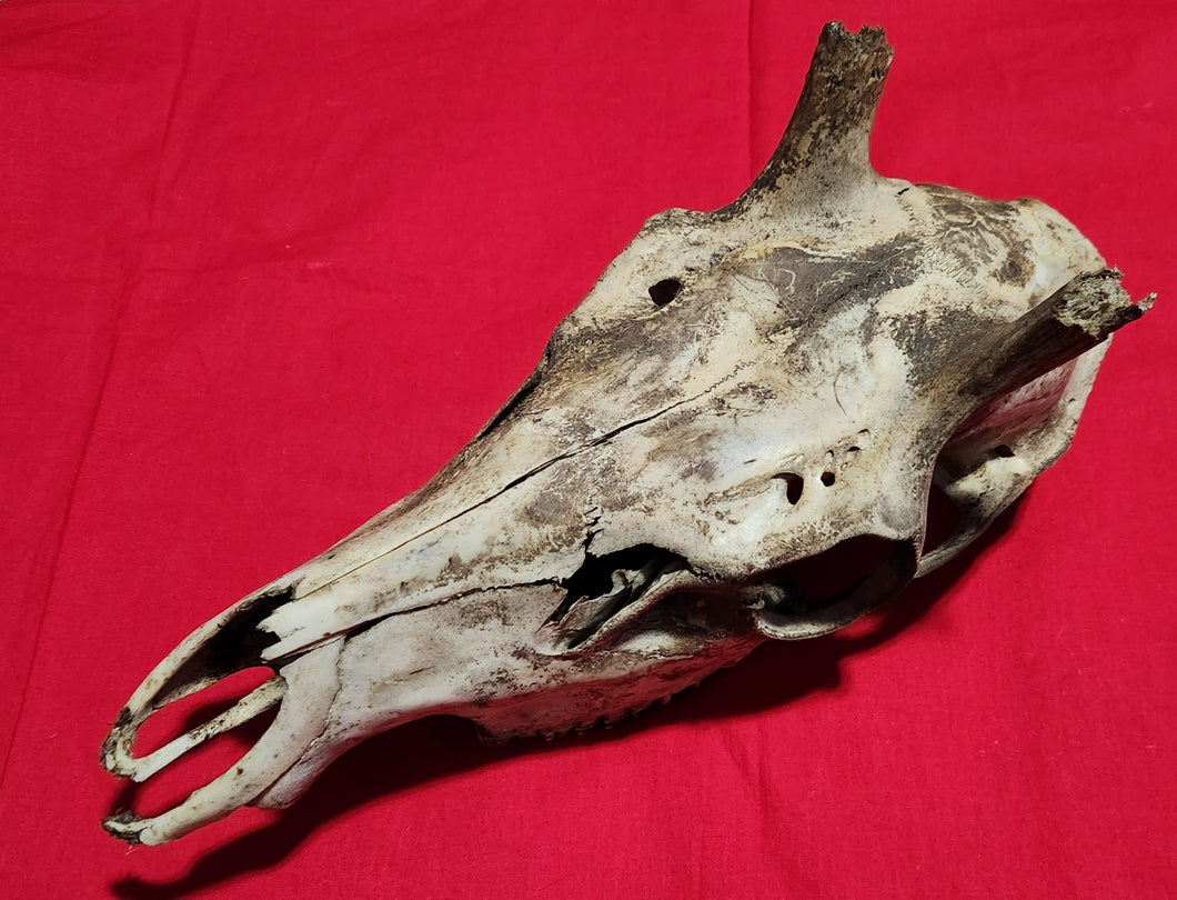 Bull Elk Skull - Nature Cleaned - CES1004