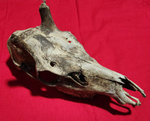 Load image into Gallery viewer, Bull Elk Skull - Nature Cleaned - CES1004
