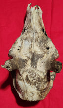 Load image into Gallery viewer, Bull Elk Skull - Nature Cleaned - CES1004
