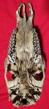 Load image into Gallery viewer, Bull Elk Skull - Nature Cleaned - CES1004
