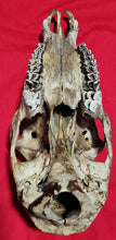 Load image into Gallery viewer, Bull Elk Skull - Nature Cleaned - CES1004
