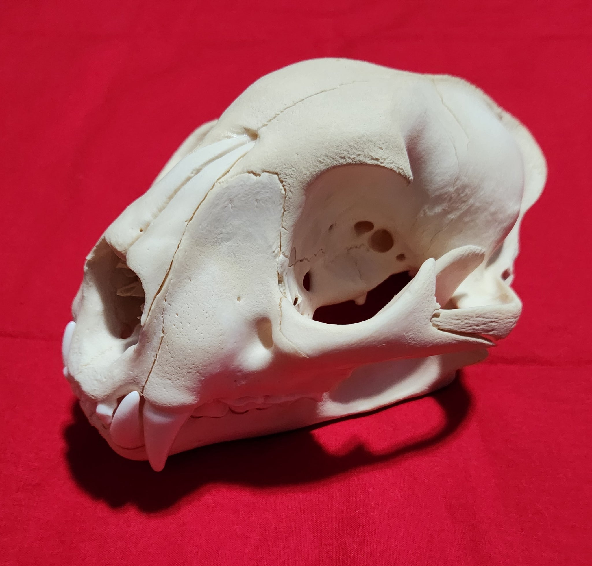 XXXL Mountain Lion Skull - MLS1017 – THE IDAHO FUR SHACK