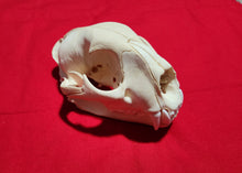 Load image into Gallery viewer, XXXL Mountain Lion Skull - MLS1017
