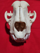 Load image into Gallery viewer, XXXL Mountain Lion Skull - MLS1017
