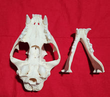 Load image into Gallery viewer, XXXL Mountain Lion Skull - MLS1017
