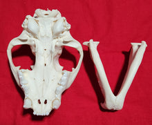 Load image into Gallery viewer, XXXL Mountain Lion Skull - MLS1017
