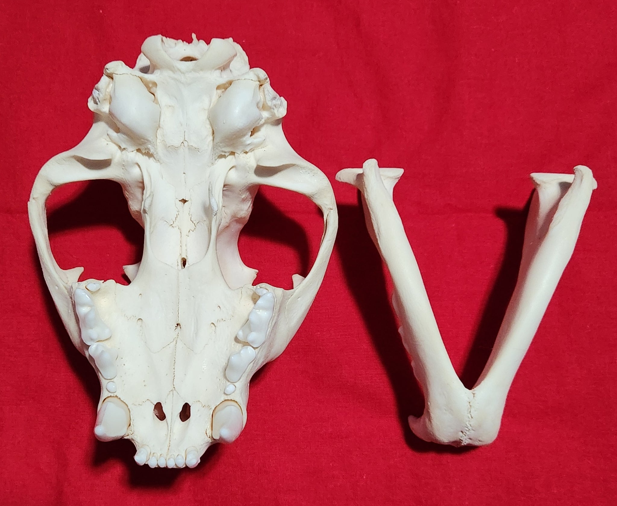 XXXL Mountain Lion Skull - MLS1017 – THE IDAHO FUR SHACK