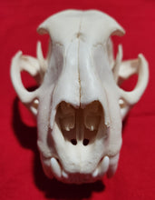 Load image into Gallery viewer, Large Cougar Skull - MLS1018
