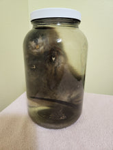 Load image into Gallery viewer, Muskrat - Wet Specimen
