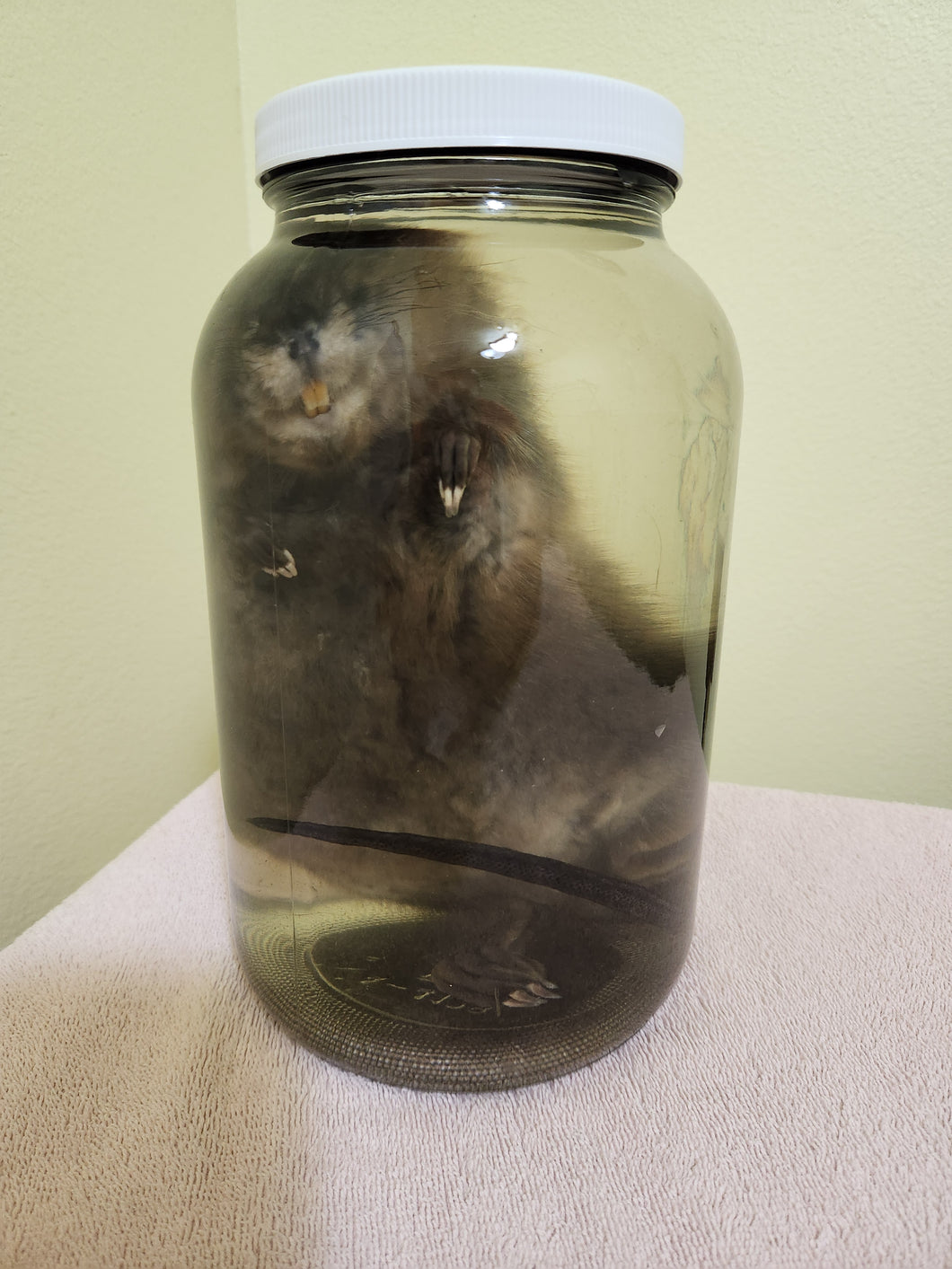 Muskrat - Wet Specimen