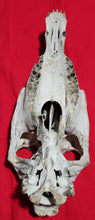 Load image into Gallery viewer, Horse Skull - Nature Cleaned - HRS1002
