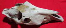 Load image into Gallery viewer, Horse Skull - Nature Cleaned - HRS1002
