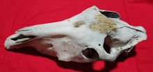 Load image into Gallery viewer, Horse Skull - Nature Cleaned - HRS1002
