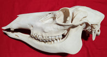 Load image into Gallery viewer, XL Cow Elk Skull - CES1005
