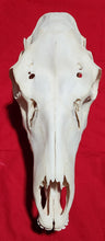 Load image into Gallery viewer, XL Cow Elk Skull - CES1005
