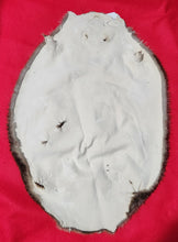 Load image into Gallery viewer, Large Beaver - BVR1065
