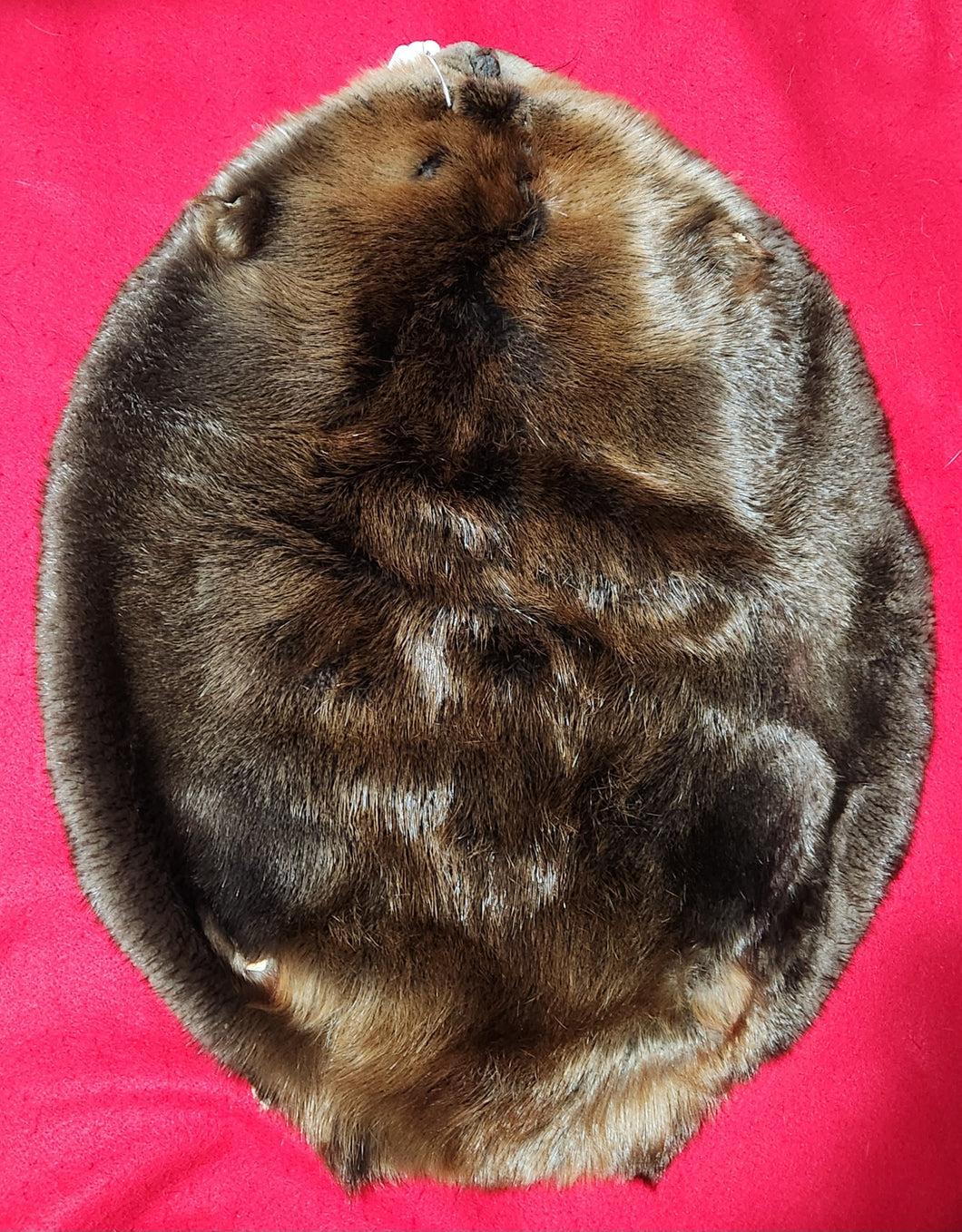 Large Beaver - BVR1062