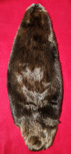 Load image into Gallery viewer, XXL CASED Beaver - BVR1058
