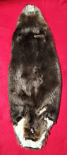 Load image into Gallery viewer, XXL CASED Beaver - BVR1058
