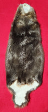 Load image into Gallery viewer, Large CASED Beaver - BVR1055
