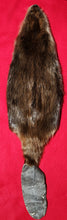 Load image into Gallery viewer, Large CASED Beaver - WITH TAIL - BVR1052
