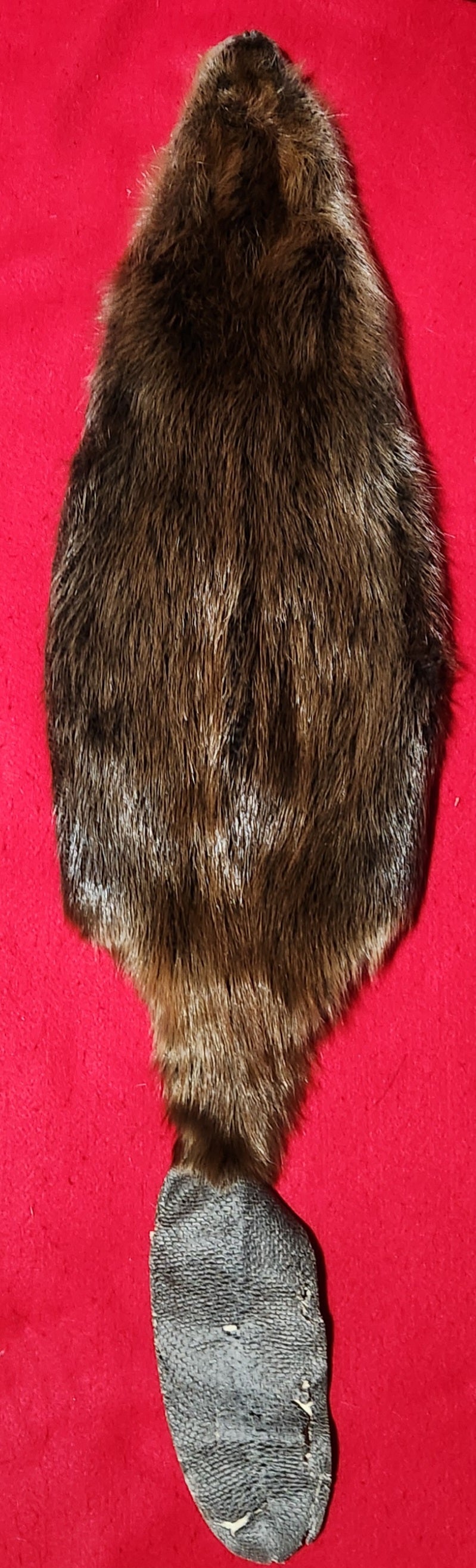 Large CASED Beaver - WITH TAIL - BVR1052
