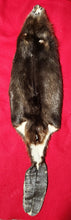 Load image into Gallery viewer, Large CASED Beaver - WITH TAIL - BVR1052
