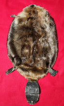 Load image into Gallery viewer, Large Beaver - HAS FEET AND CLAWS - BVR1051
