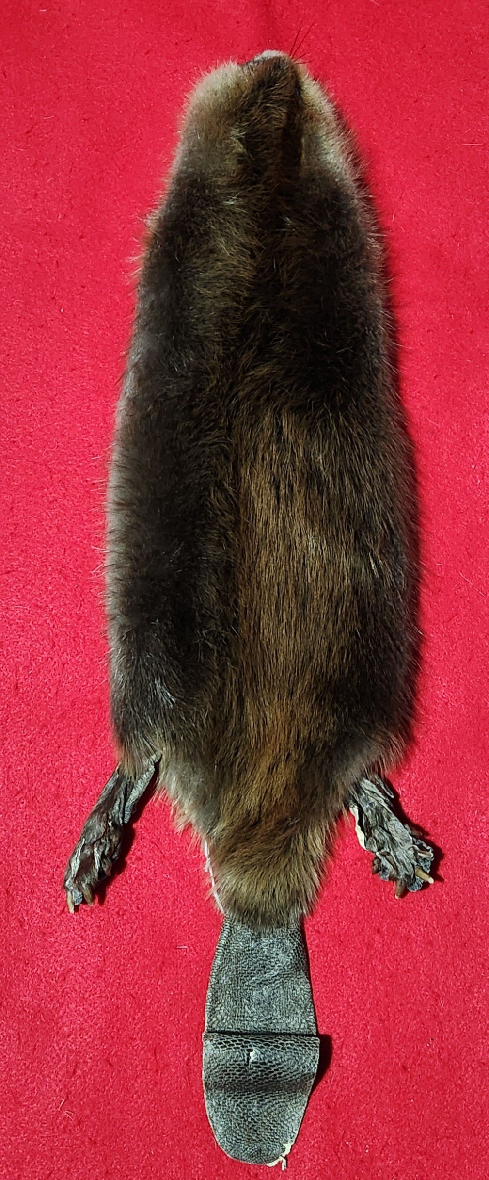 Small CASED Beaver - Taxidermy Quality - BVR1050