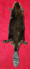 Load image into Gallery viewer, Medium CASED Beaver - HAS FEET AND CLAWS - BVR1048
