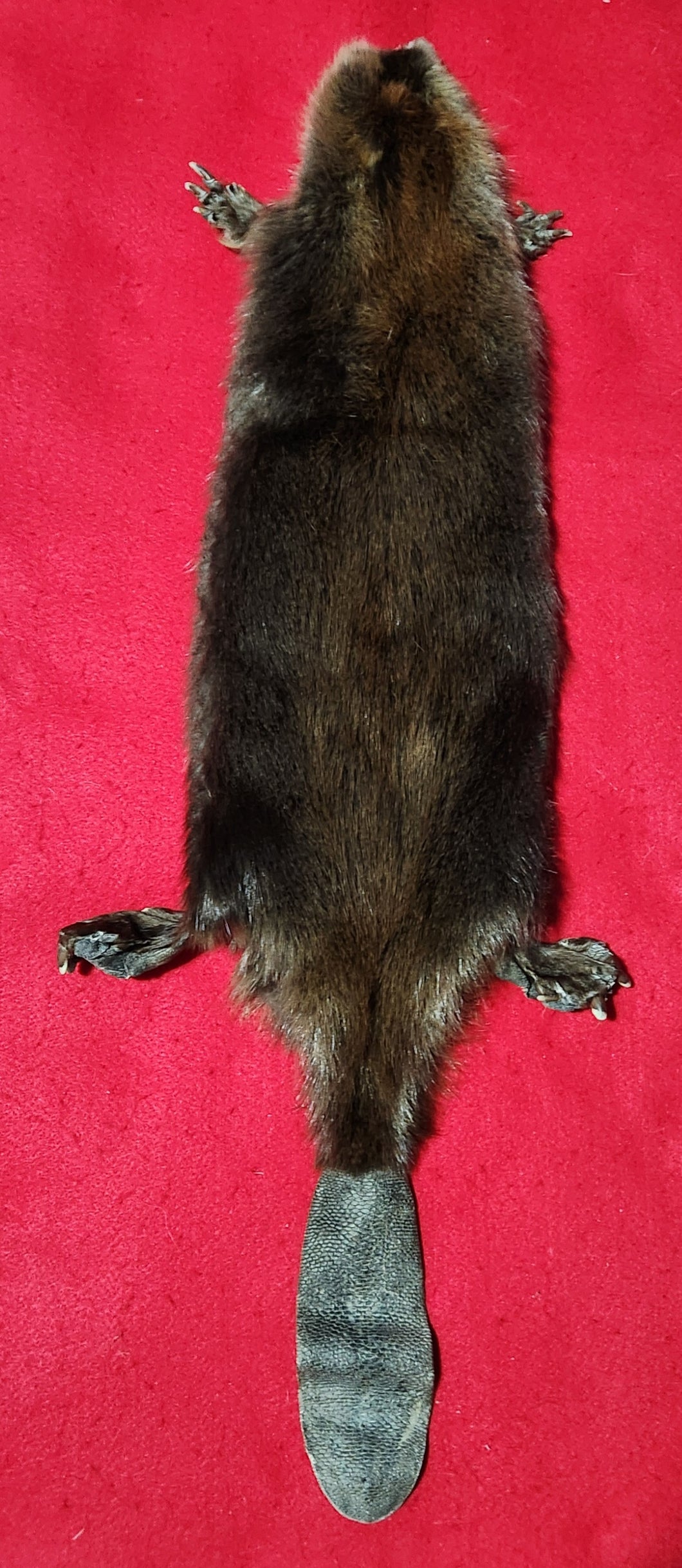 Medium CASED Beaver - HAS FEET AND CLAWS - BVR1048