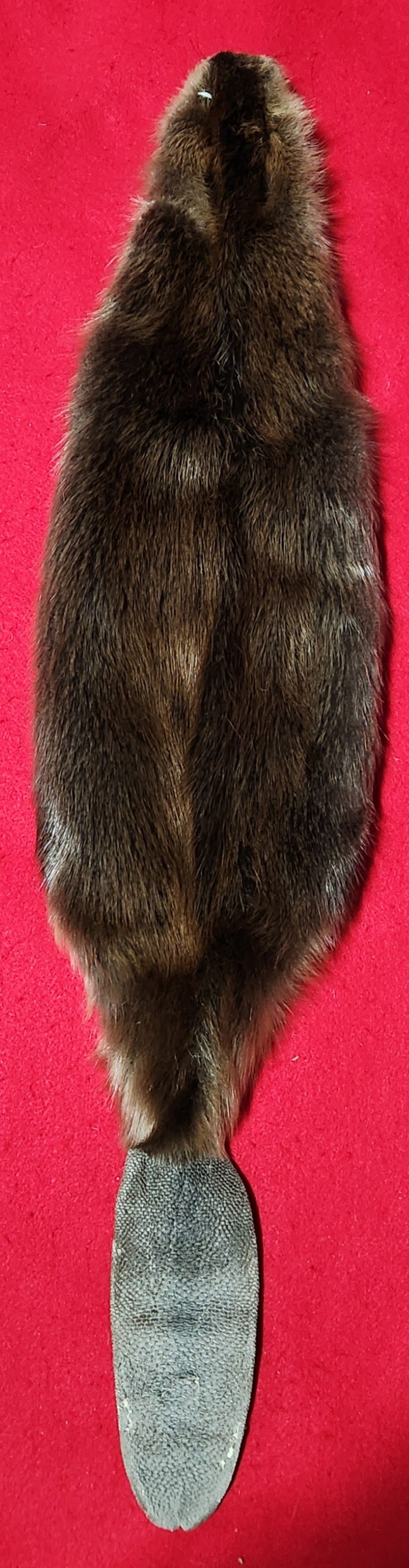 LM CASED Beaver - WITH TAIL - BVR1056