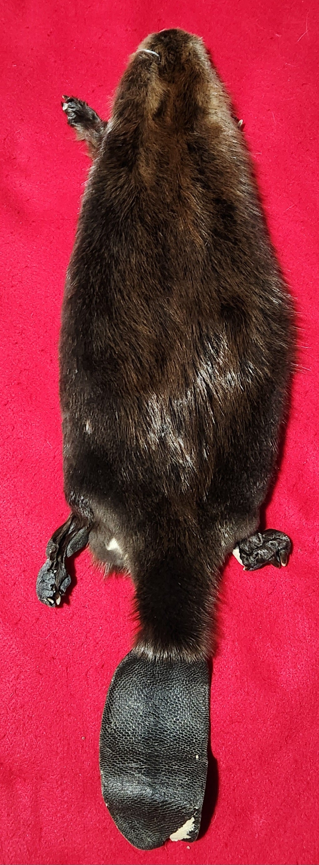 LM CASED Beaver - Taxidermy Quality - BVR1045