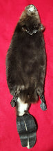 Load image into Gallery viewer, LM CASED Beaver - Taxidermy Quality - BVR1045
