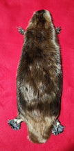 Load image into Gallery viewer, XL CASED Beaver - Taxidermy Quality - BVR1044
