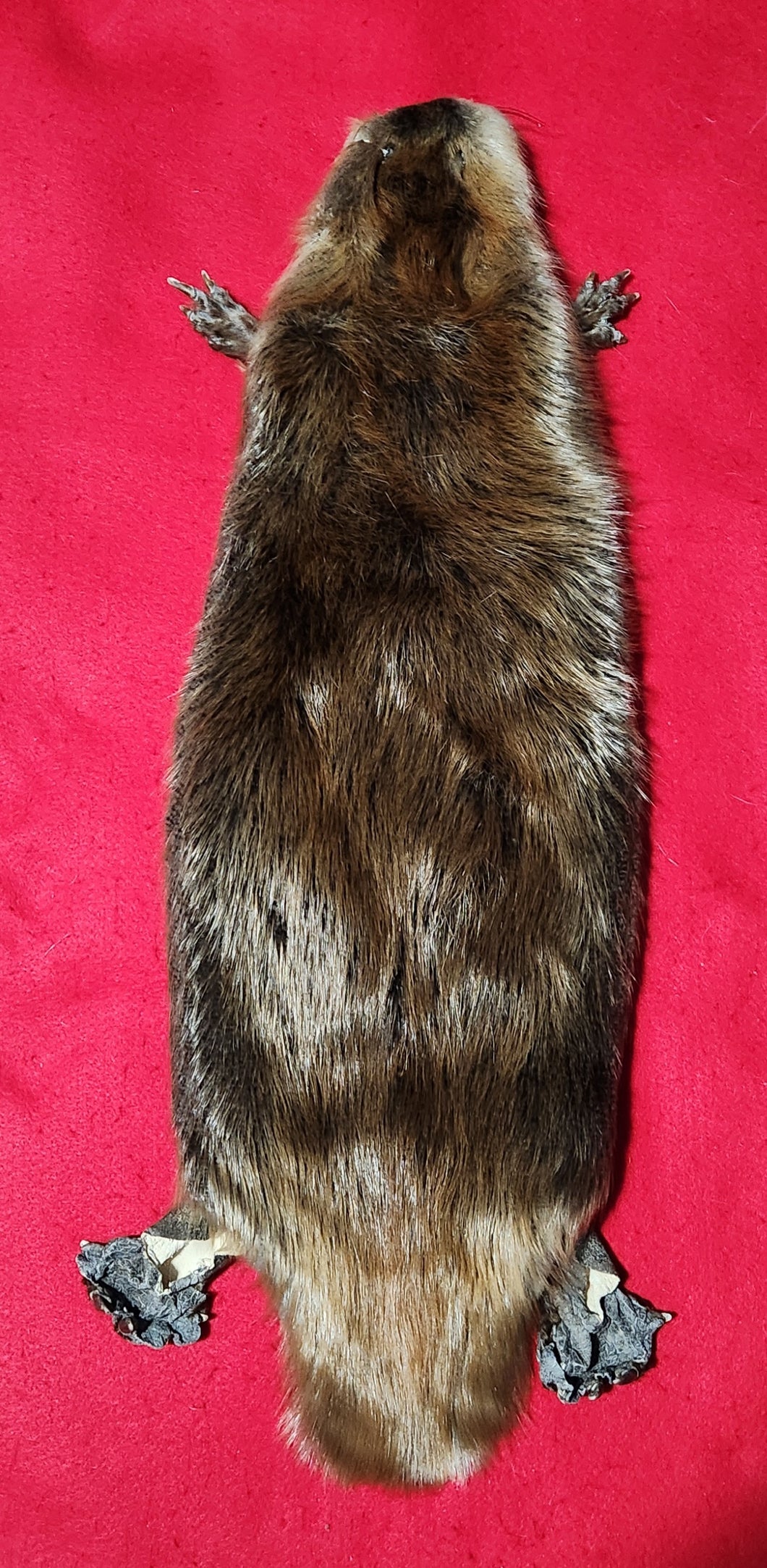 XL CASED Beaver - Taxidermy Quality - BVR1044