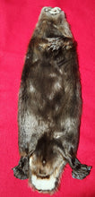 Load image into Gallery viewer, XL CASED Beaver - Taxidermy Quality - BVR1044
