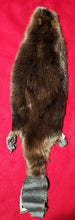 Load image into Gallery viewer, XXL CASED Beaver - Taxidermy Quality - BVR1039
